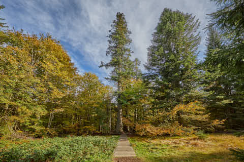 Gemeinde Bayerisch_Eisenstein Landkreis Regen Hans-Watzlik-Hain Waldhaustanne (Dirschl Johann) Deutschland REG